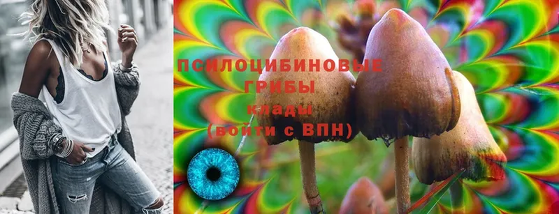 Галлюциногенные грибы Psilocybe  Котлас 